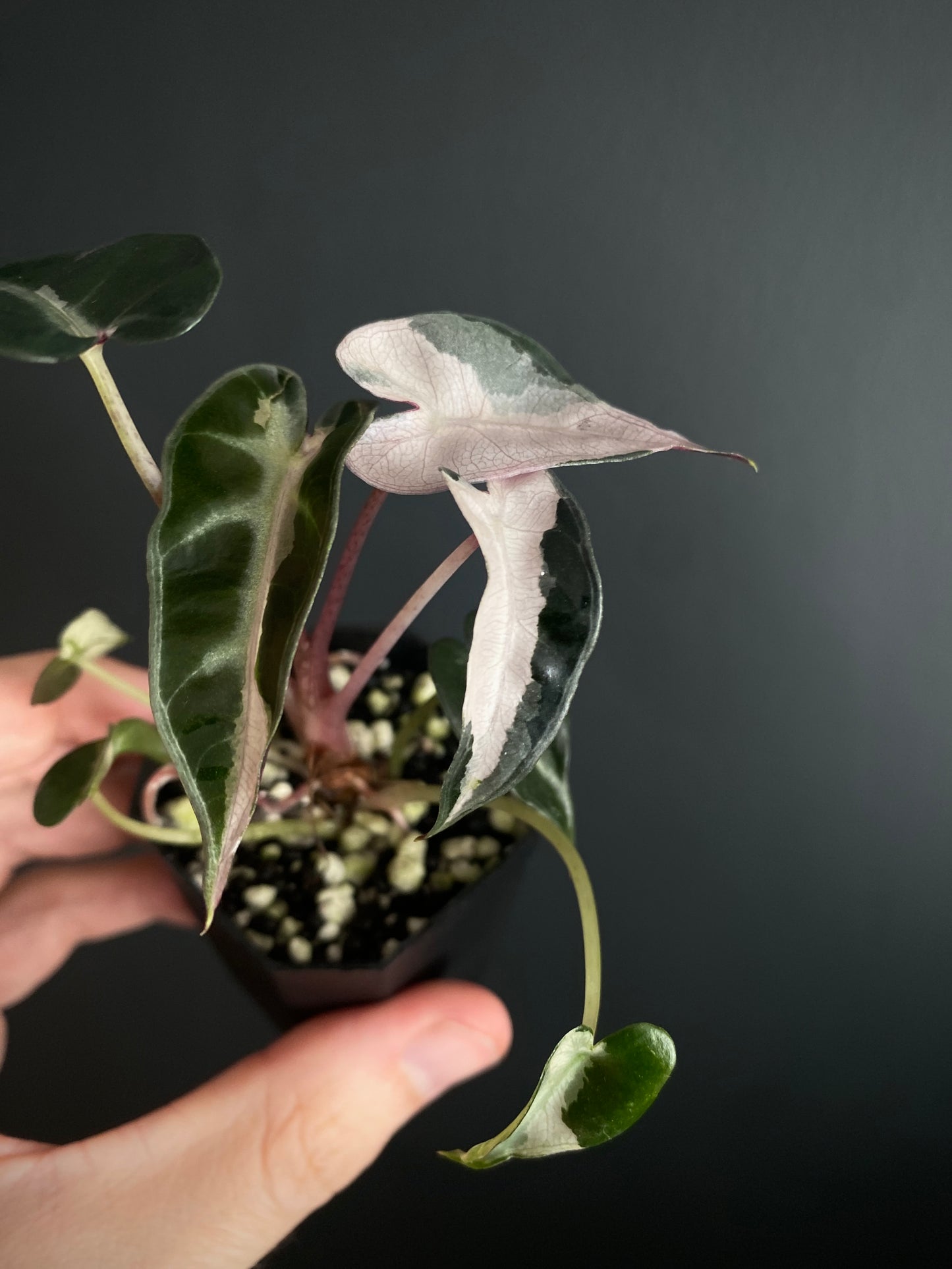 Alocasia Bambino Lava variegated | 5 cm pot