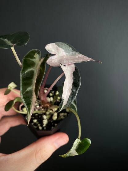 Alocasia Bambino Lava variegated | 5 cm pot