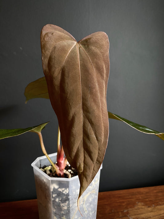 Anthurium Golden Eagle X BVEP (R.FxF) | 7 cm pot [select - dark]