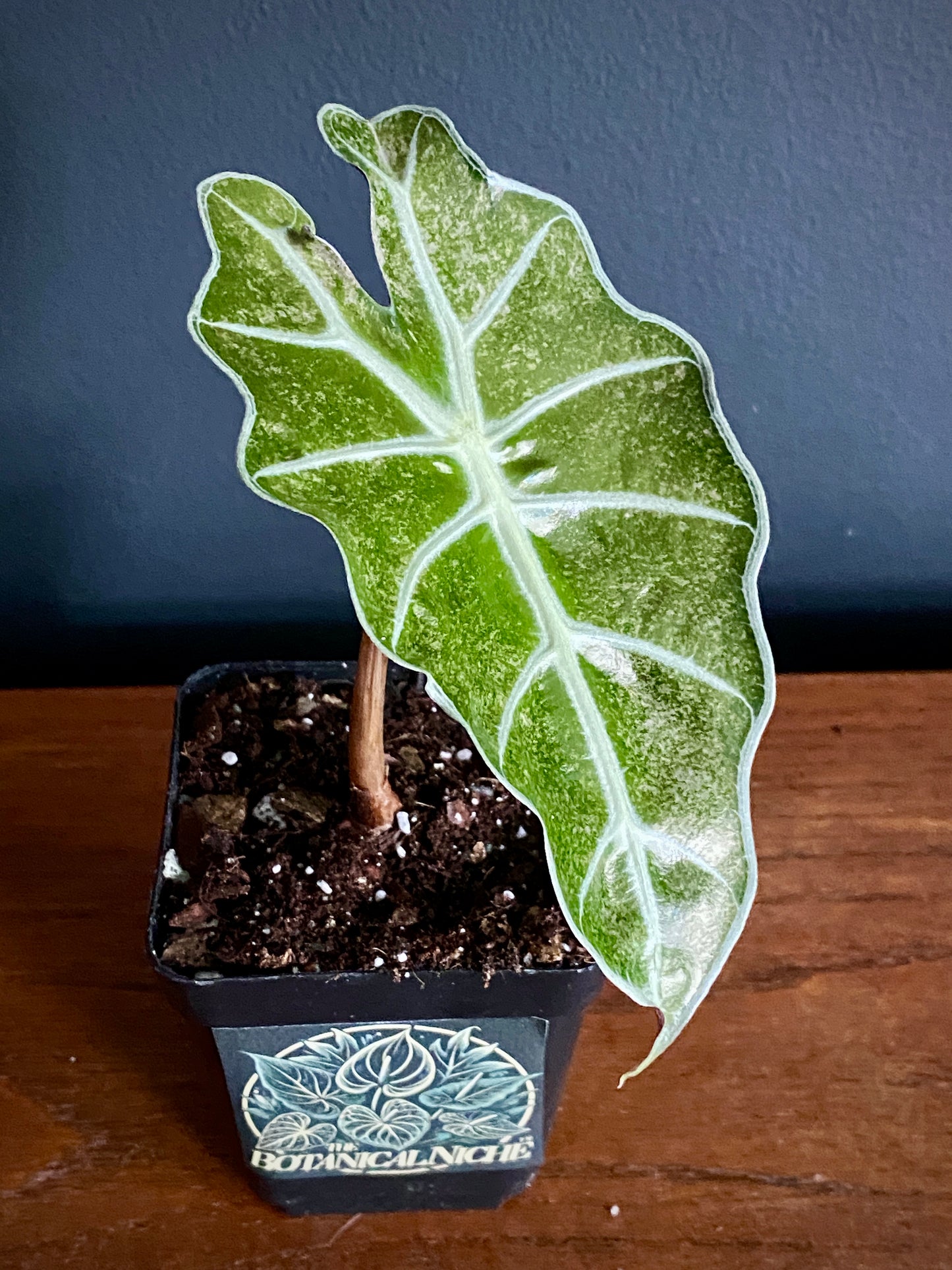 Alocasia Polly Pink Mint variegated | 7 cm pot (B)