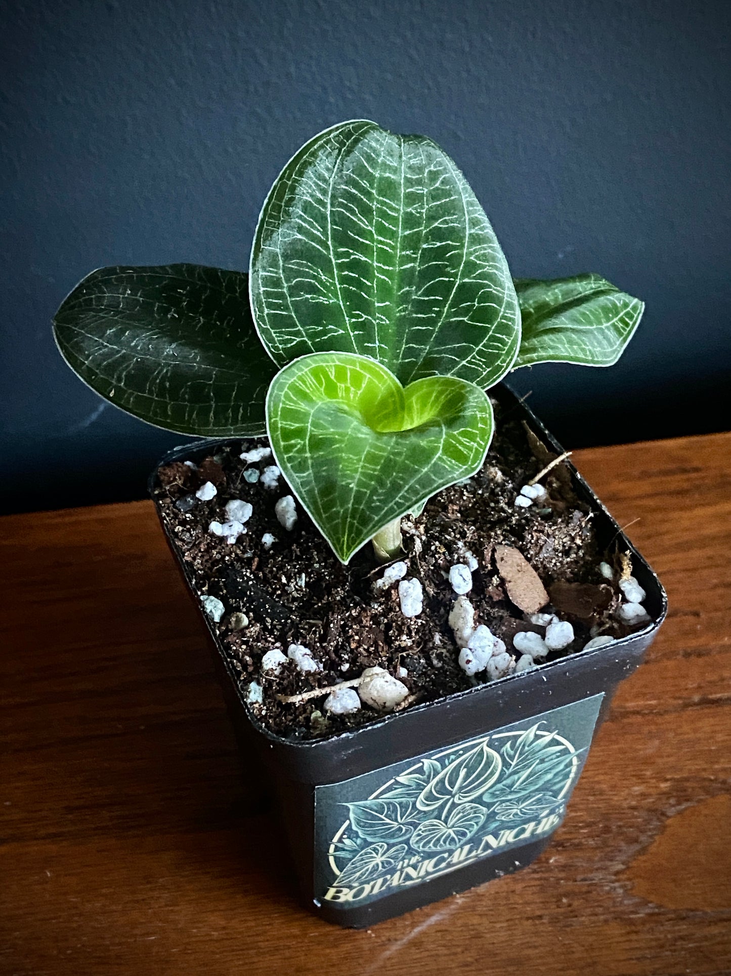 Macodes Petola - Jewel Orchid | 7 cm pot