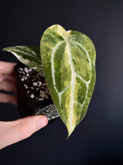 Anthurium Pap.Crystal var X Tezula Red Crystallinum | 7 cm pot [C]