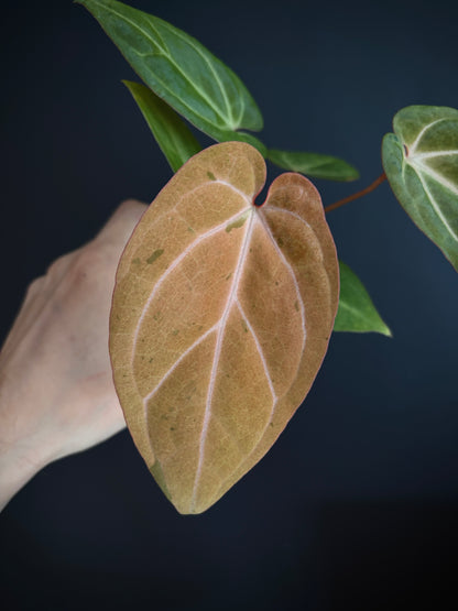 Anthurium Papillilaminum var A88 X AOS SKG (mint variegated) | 7 cm pot