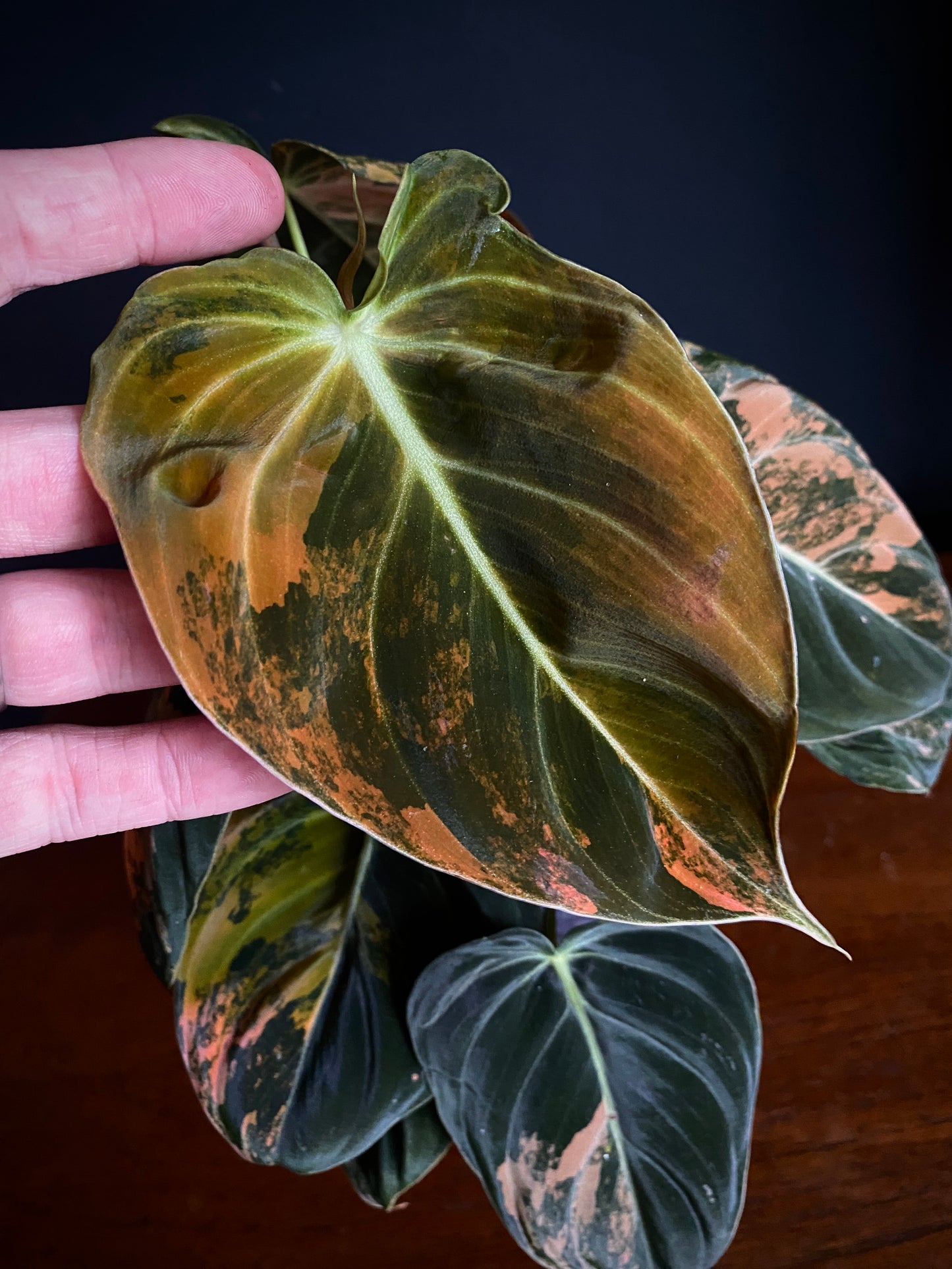 Philodendron Melanochrysum Orange variegata | 12 cm pot [A]