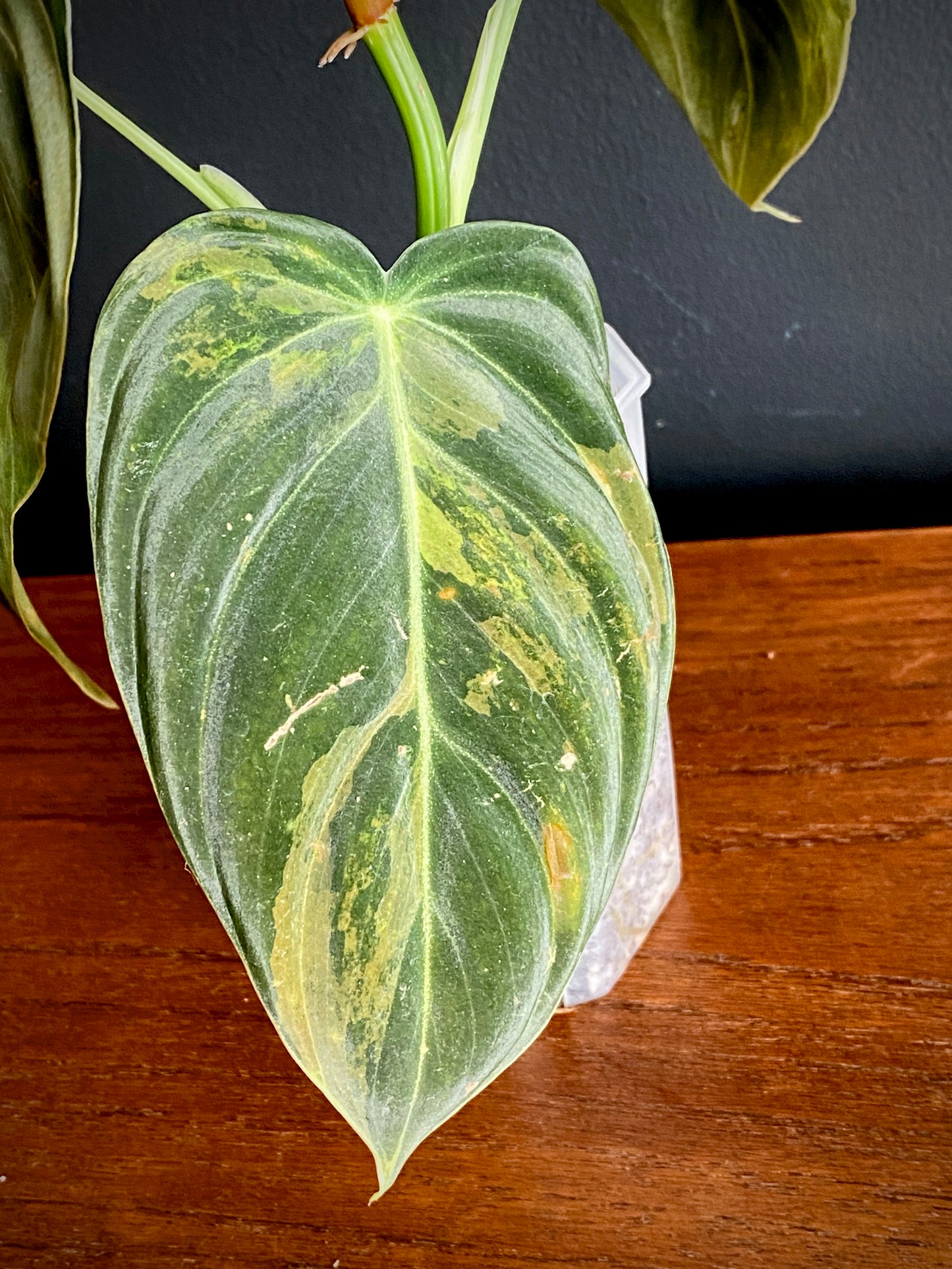 Philodendron Melanochrysum variegata | 7 cm pot (A)
