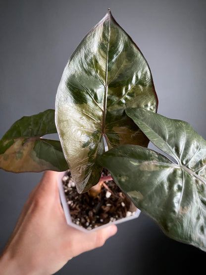 Alocasia Yucatan Princess variegated | 9 cm pot