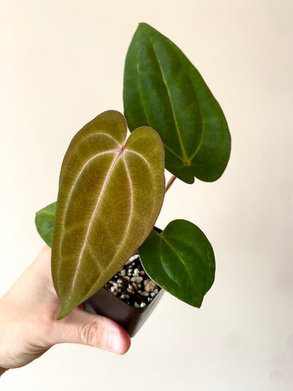 Anthurium Dark Knight X Carlablackiae | 7 cm pot