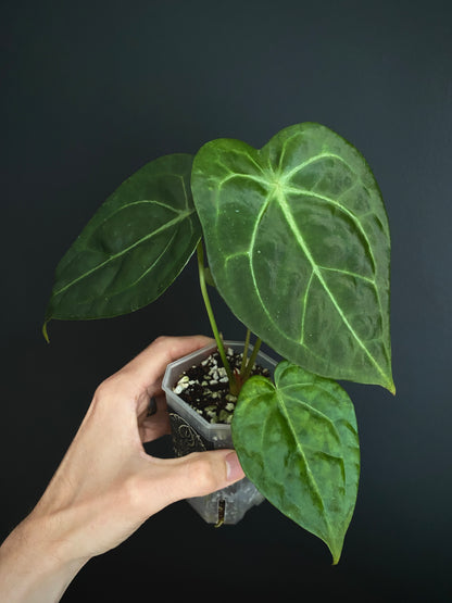 Anthurium Delta Force X Forgetii | 7 cm pot