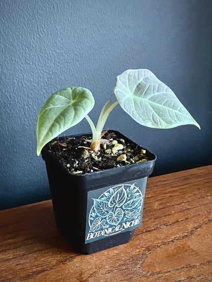 Alocasia Maharani | 7 cm pot