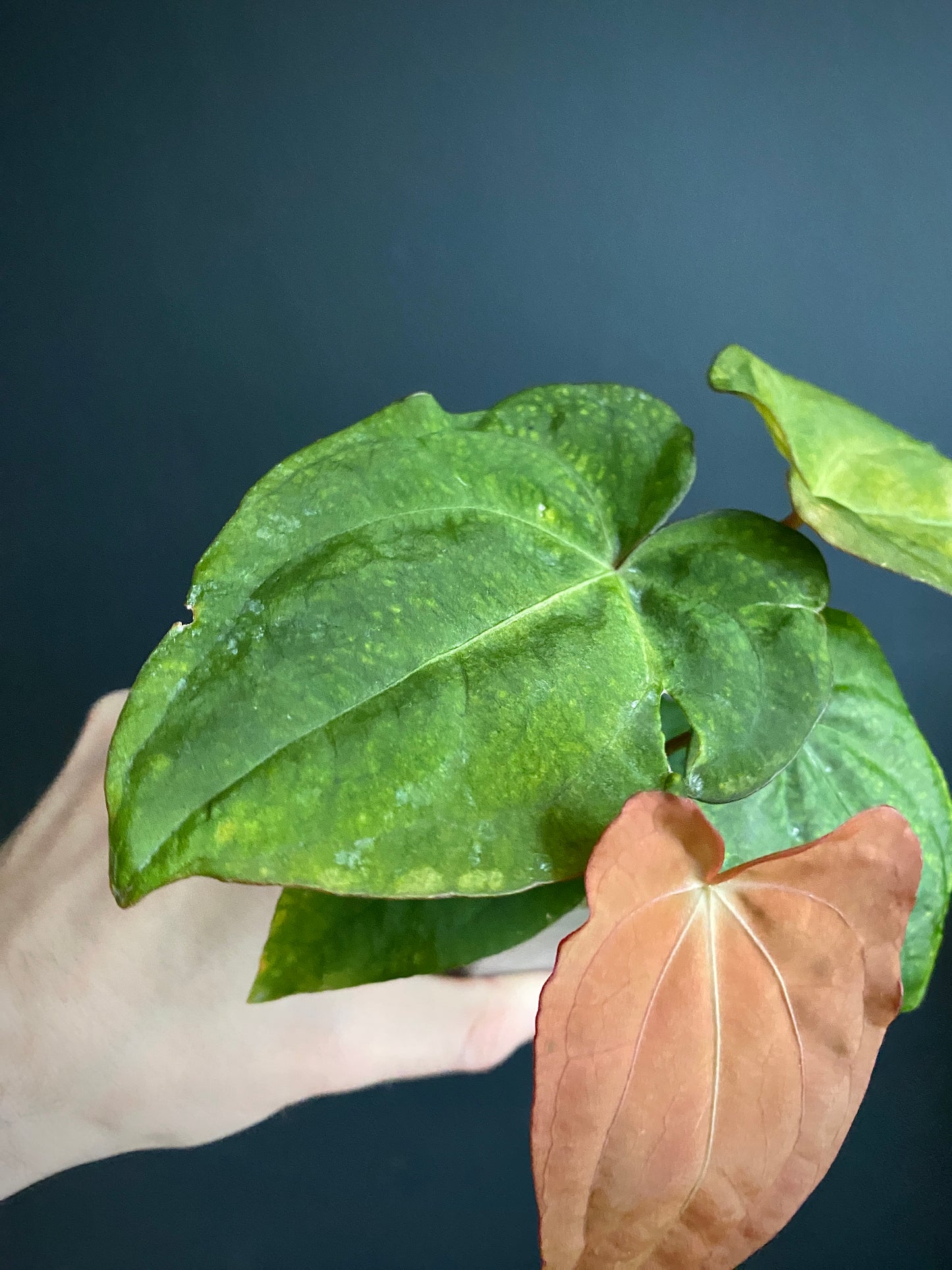 Anthurium RVDP (self) mint variegated | 7 cm pot