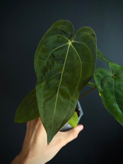 Anthurium Subsignatum (velvety) X Carlablackiae | 7 cm pot