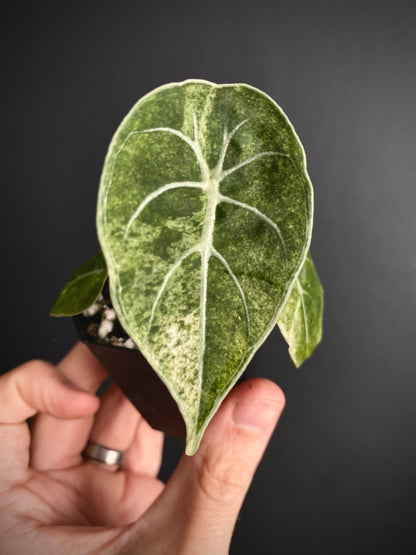 Alocasia Watsoniana doff albo/pink variegated | 5 cm pot [A]