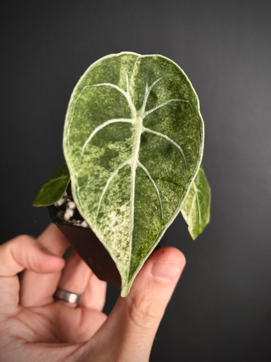 Alocasia Watsoniana doff albo/pink variegated | 5 cm pot [A]