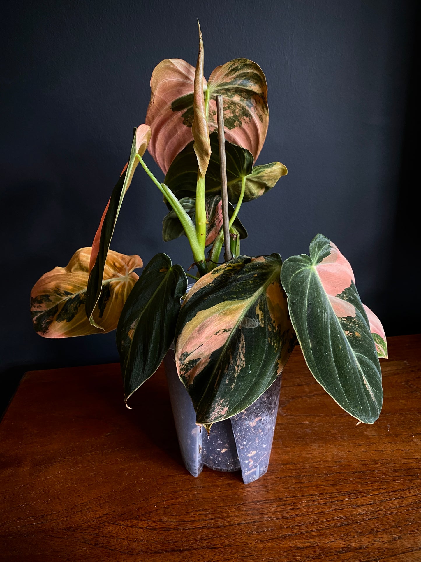 Philodendron Melanochrysum Orange variegata | 12 cm pot [C]