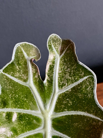 Alocasia Polly Pink Mint variegated | 7 cm pot (B)