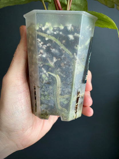 Anthurium RVDP (self) mint variegated | 7 cm pot