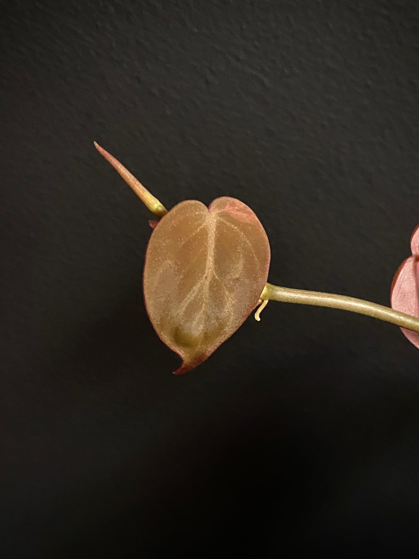 Philodendron Micans pink variegata (low var) | 7 cm pot