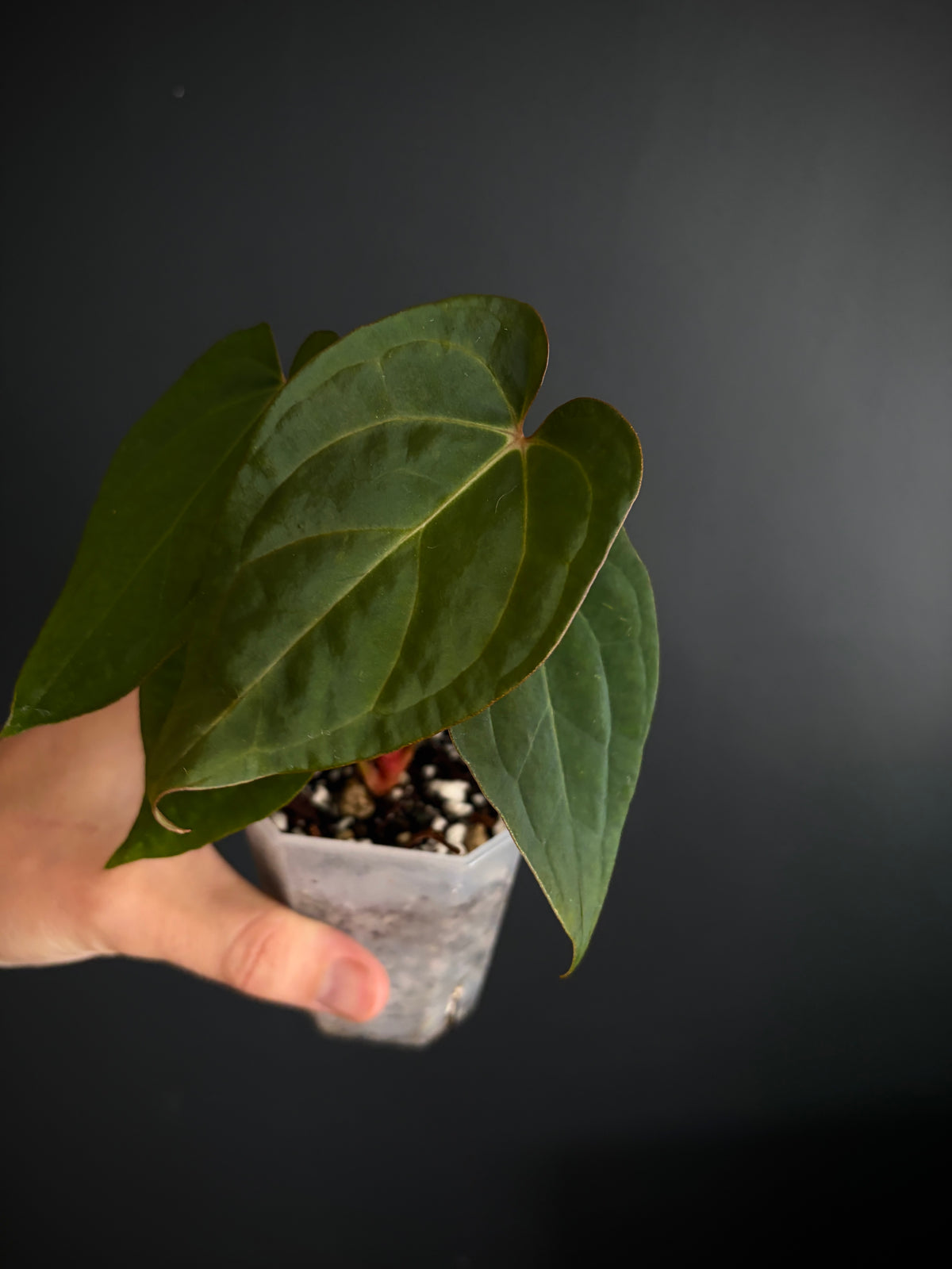 Anthurium King of Spades (KOS/HU) X RVDP | 7 cm pot