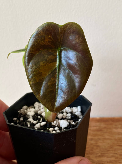 Alocasia Cuprea latte variegated | 5 cm pot