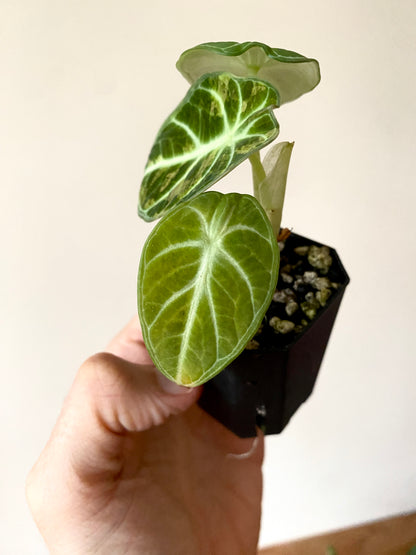 Alocasia Ninja Aurea splash | 5 cm pot