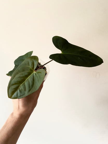 Anthurium Velvet Moira X Portillae | 7 cm pot