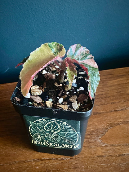 Begonia Ginny Galaxy Pink variegated | 7 cm pot