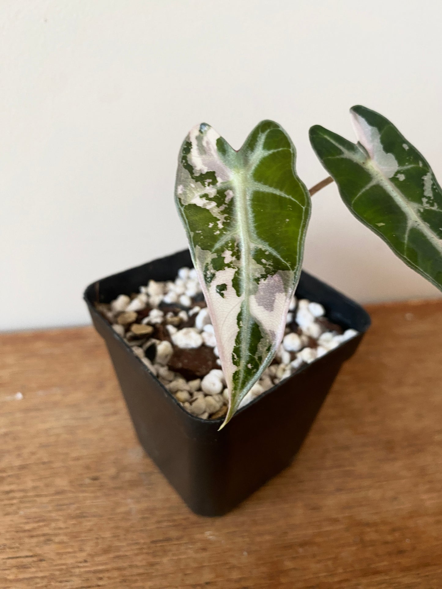 Alocasia Bambino Pink variegata | 7 cm pot