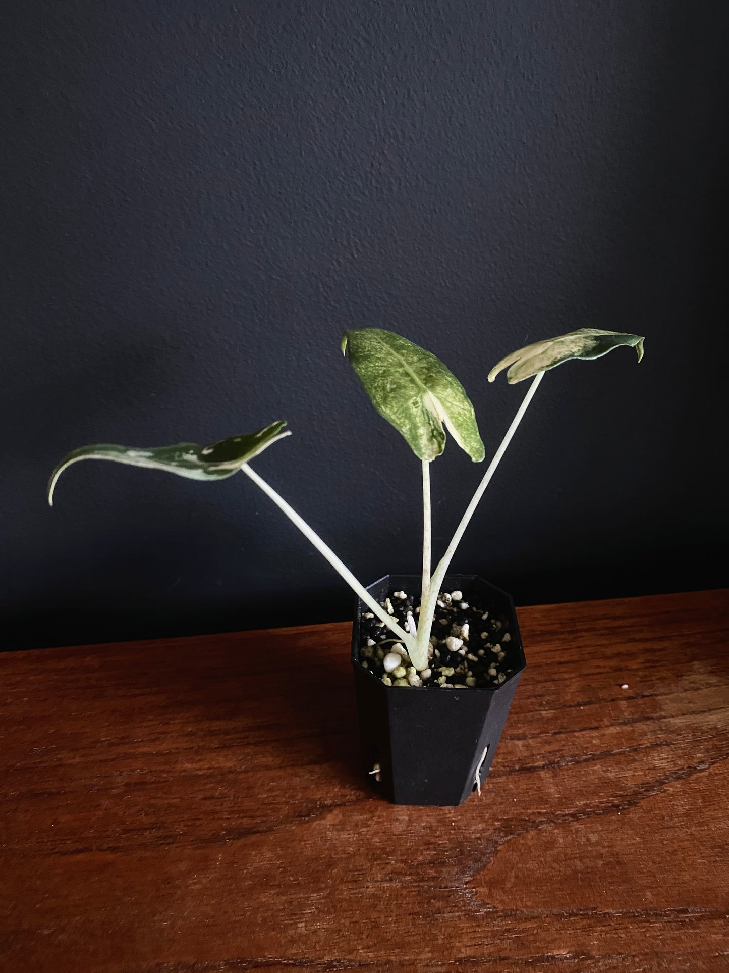 Alocasia Sarian Albo | 5 cm pot