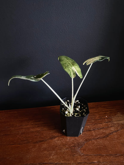 Alocasia Sarian Albo | 5 cm pot