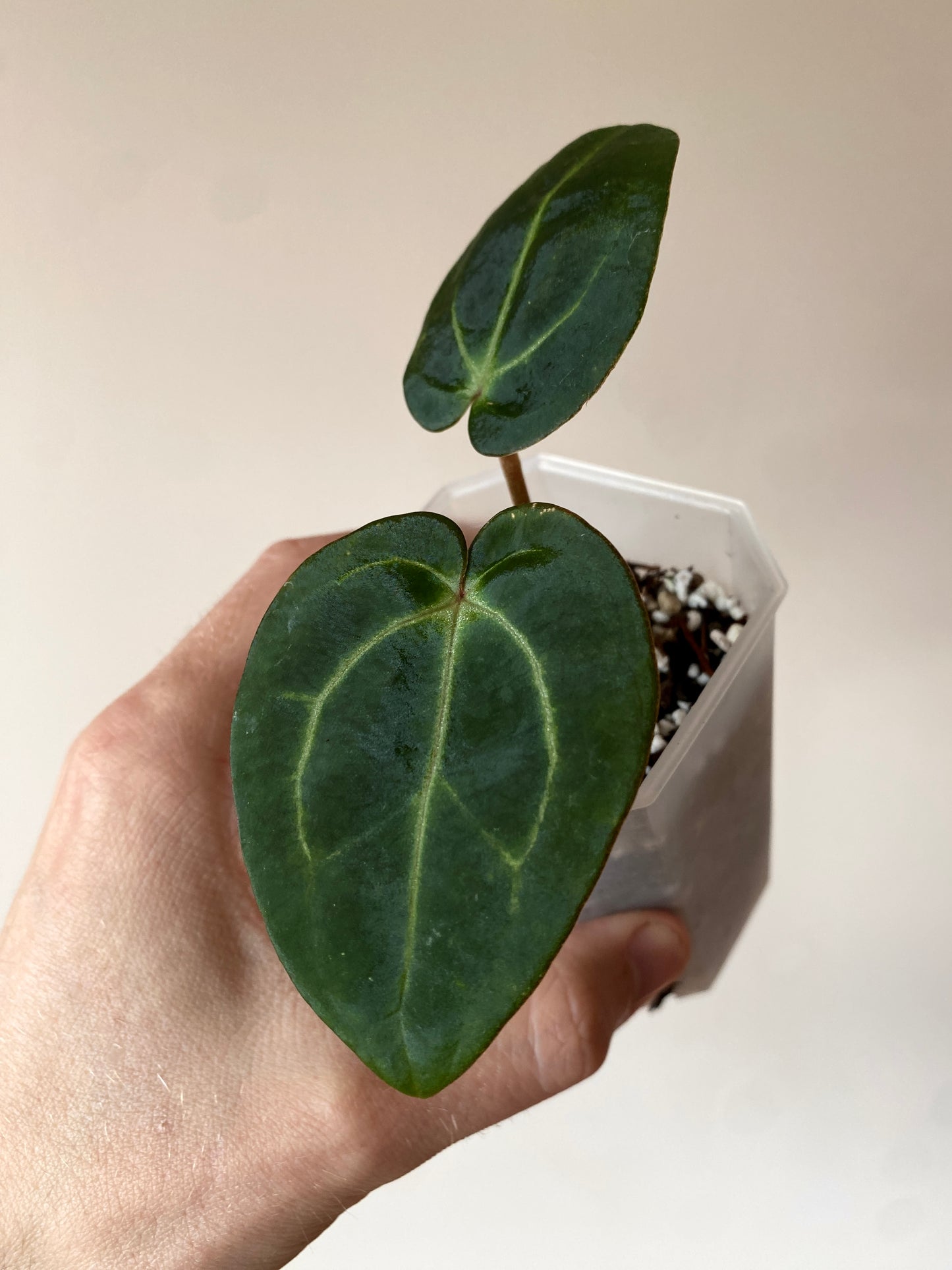 Anthurium Carlablackiae | 7 cm pot [B]