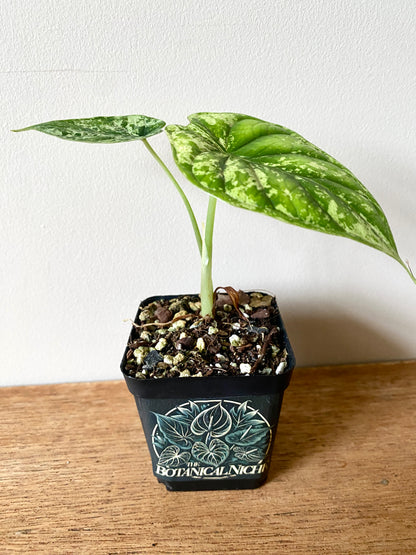 Alocasia Dragonscale Mint variegata | 6 cm pot [B]
