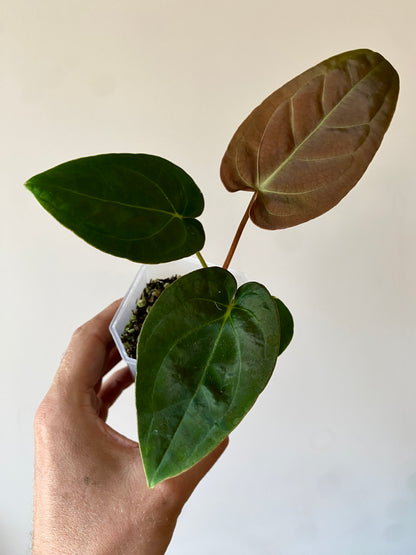 Anthurium Papillilaminum Legend x self | 7 cm pot [A]