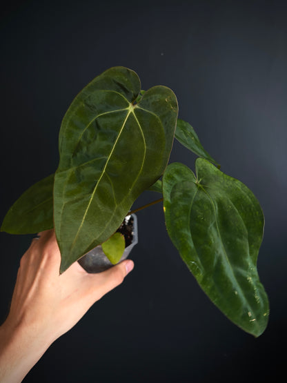 Anthurium Subsignatum (velvety) X Carlablackiae | 7 cm pot