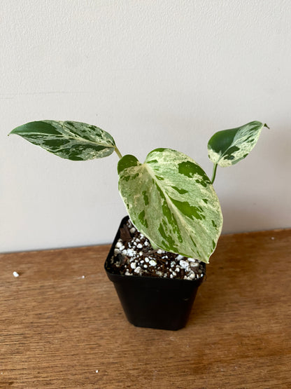 Monstera Bulbasaur | 7 cm pot
