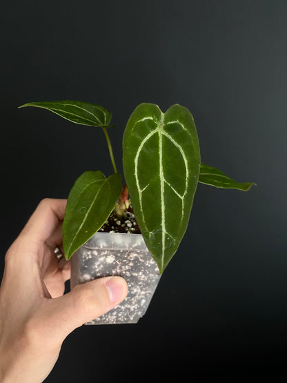 Anthurium Forgetii thunderbolt X self | 7 cm pot