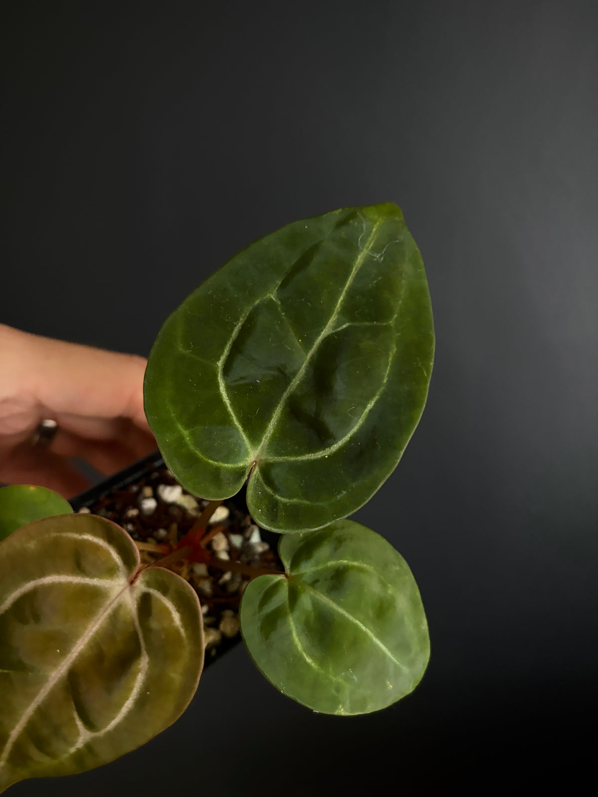Anthurium Carlablackiae × AOS X Purple Amethyst | 6 cm pot