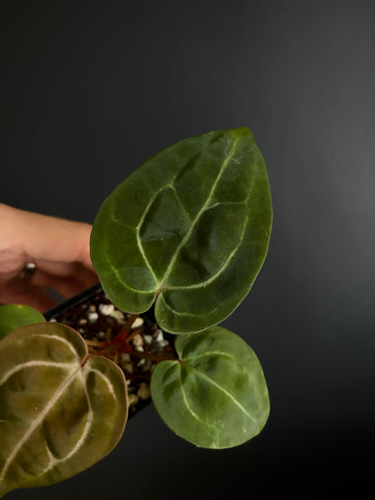Anthurium Carlablackiae × AOS X Purple Amethyst | 6 cm pot