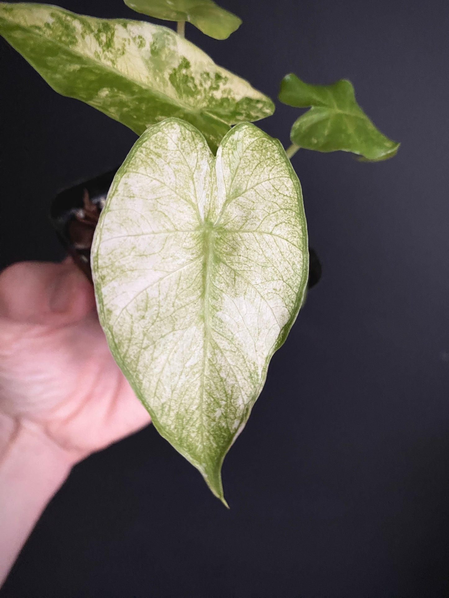 Alocasia Gageana Albo variegated | 7 cm pot