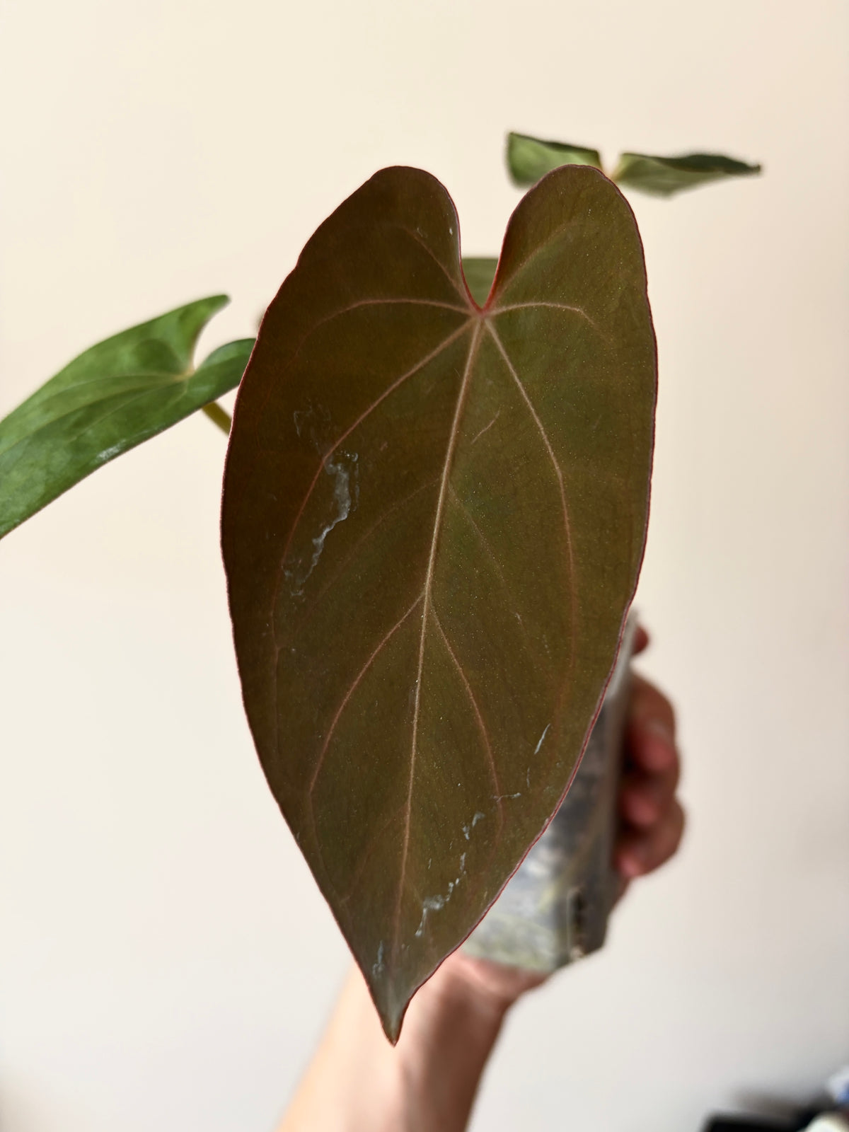 Anthurium (DoraBVEP x RLFS) X BVEP (Round x RA1) | 7 cm pot