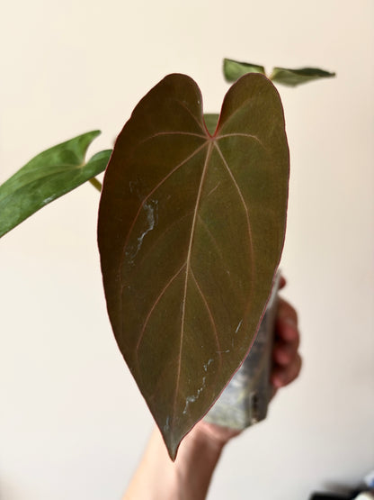 Anthurium (DoraBVEP x RLFS) X BVEP (Round x RA1) | 7 cm pot