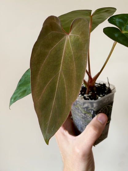 Anthurium (DoraBVEP x RLFS) X BVEP (Round x RA1) | 7 cm pot