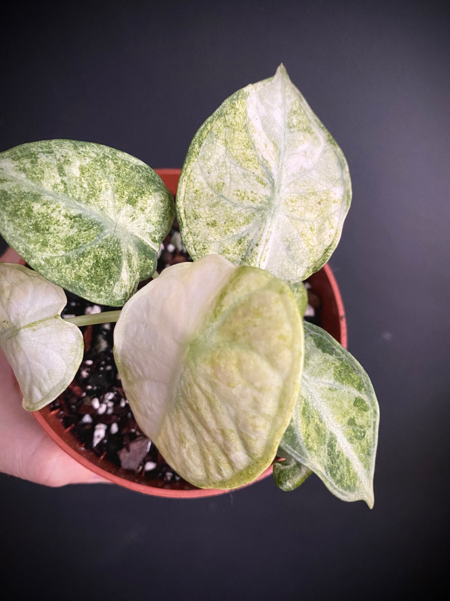 Alocasia Ninja Tricolor variegated | 10 cm pot [B]