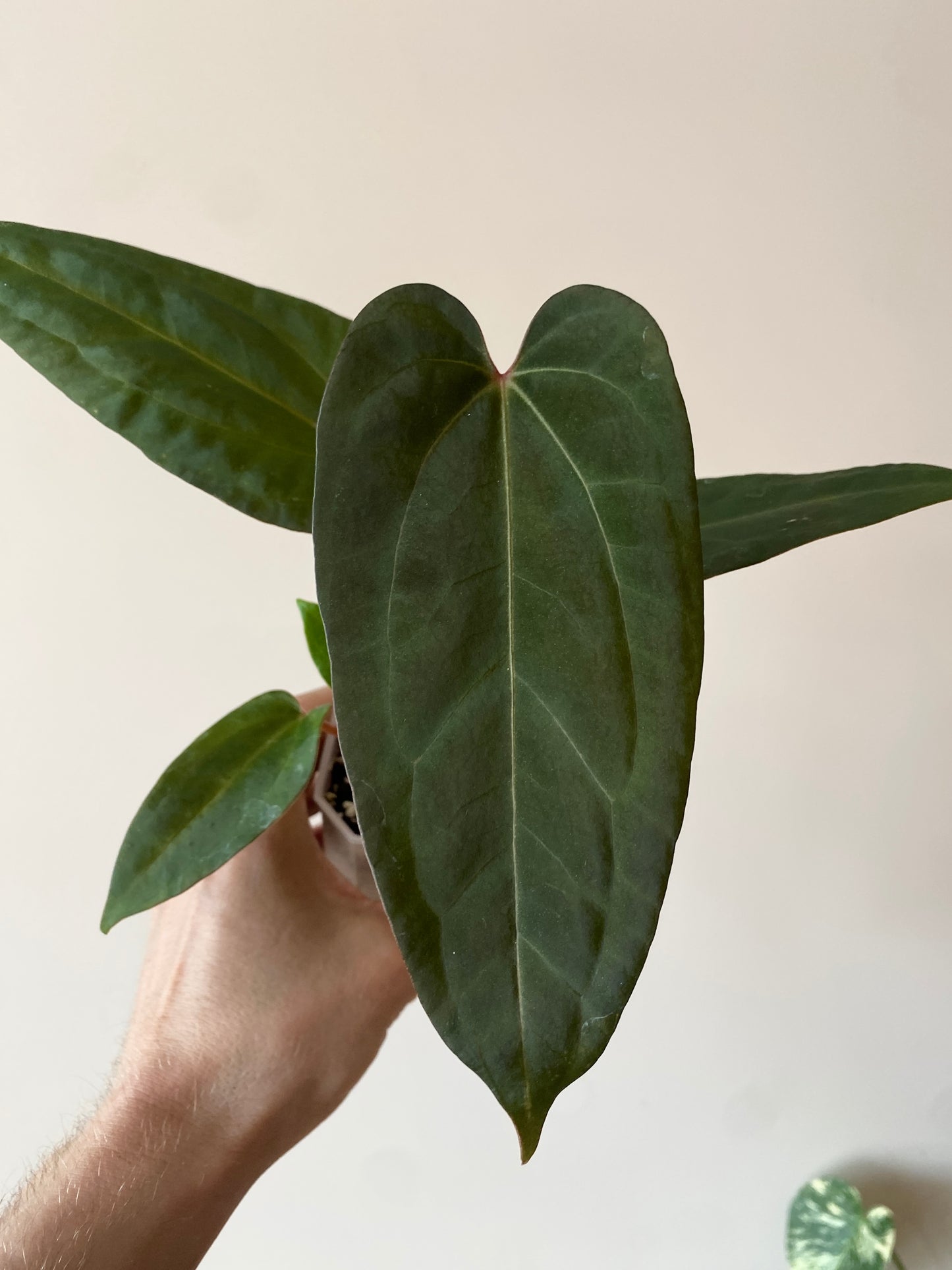 Anthurium Papillilaminum x DocBlock Red Crystal X long NoID | 7 cm pot