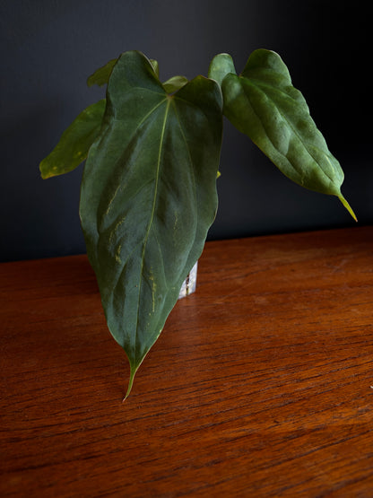 Anthurium Golden Eagle X BVEP (R.FxF) | 7 cm pot [A]