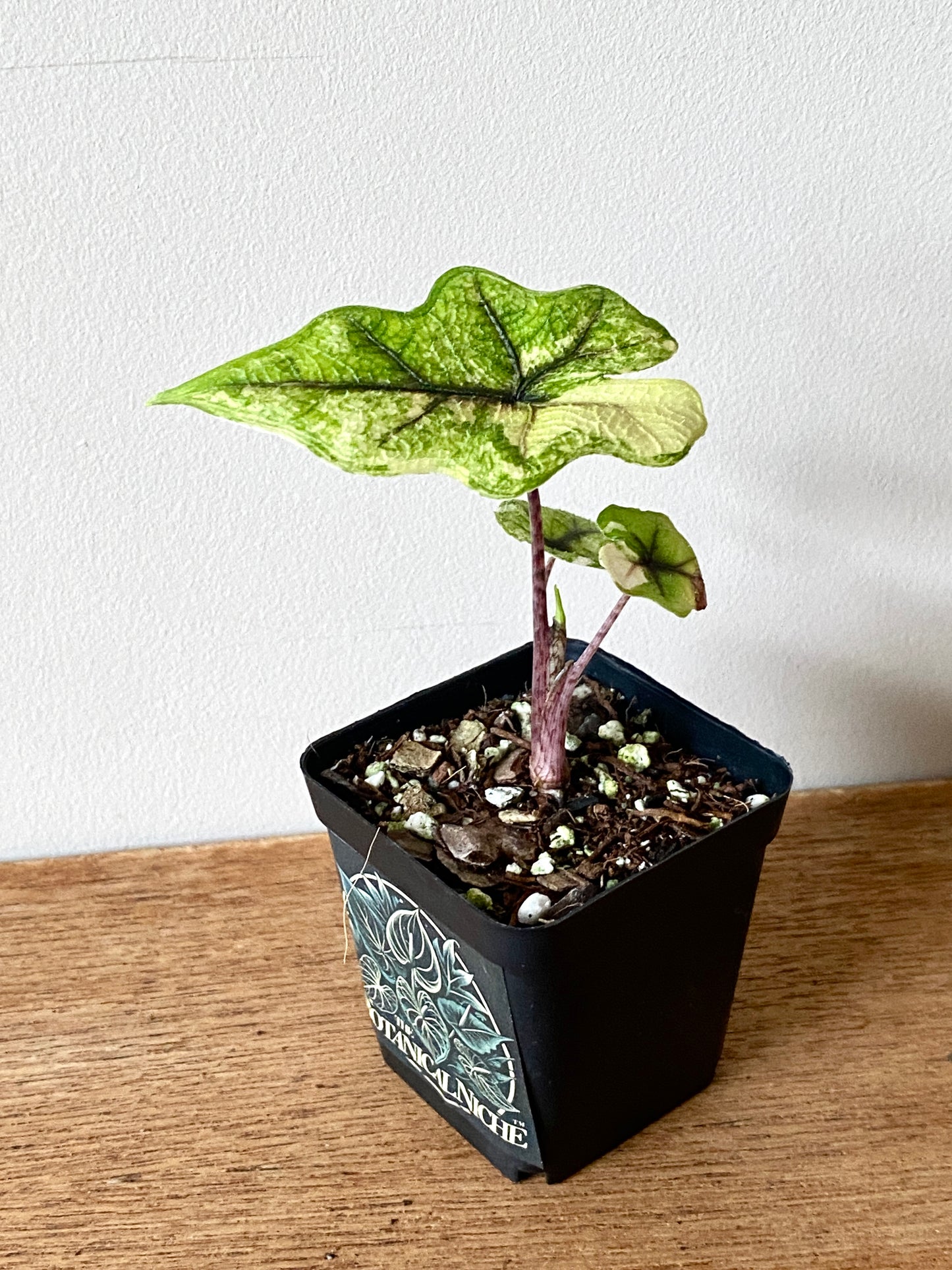 Alocasia Tandurusa 'Jacklyn' Aurea variegated | 6 cm pot