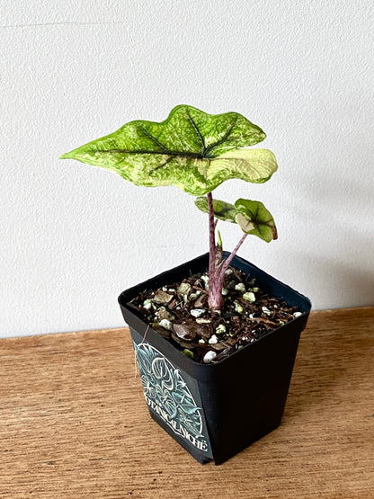 Alocasia Tandurusa 'Jacklyn' Aurea variegated | 6 cm pot