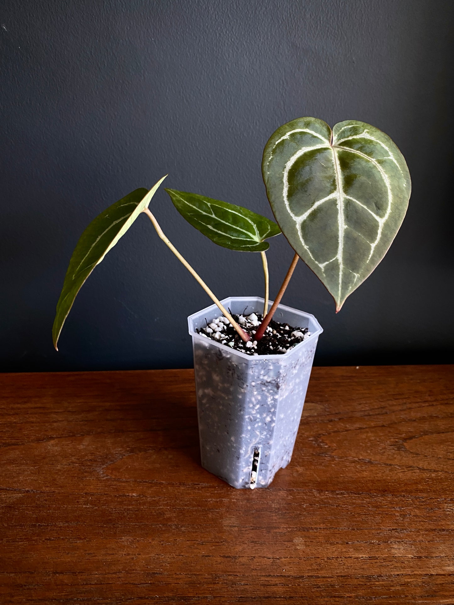 Anthurium Minahasa X (Michelle x Zara x AOS) | 7 cm pot