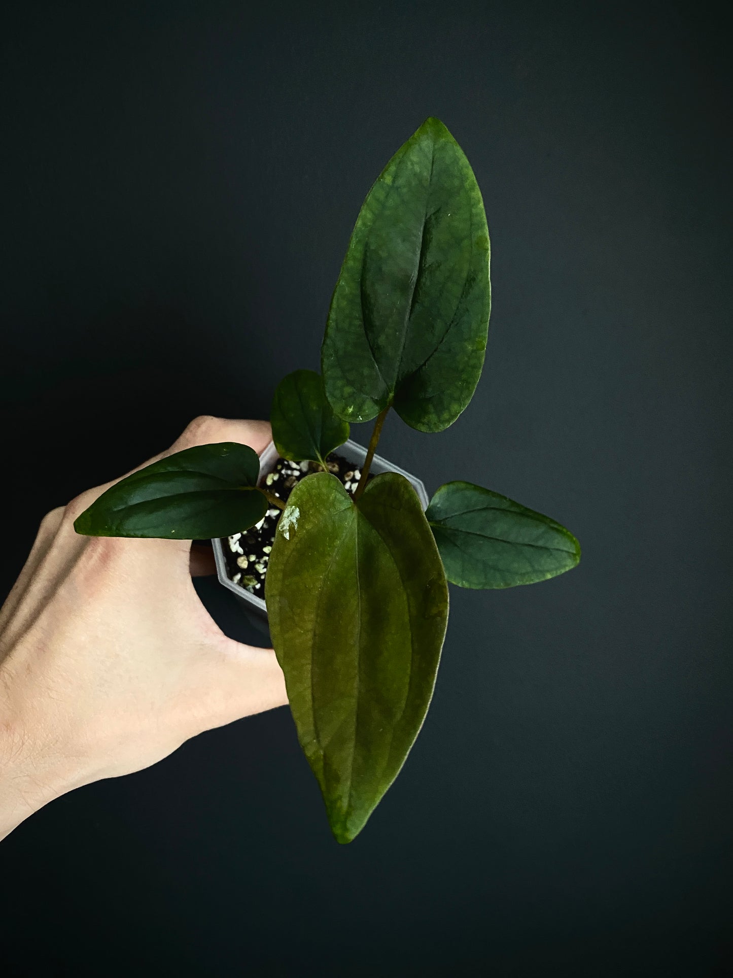 Anthurium Portillae 'Dorito' S2 | 7 cm pot [B]