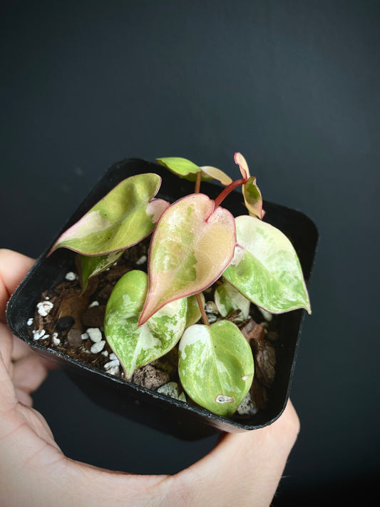 Philodendron Billietiae variegated | 7 cm pot [C]