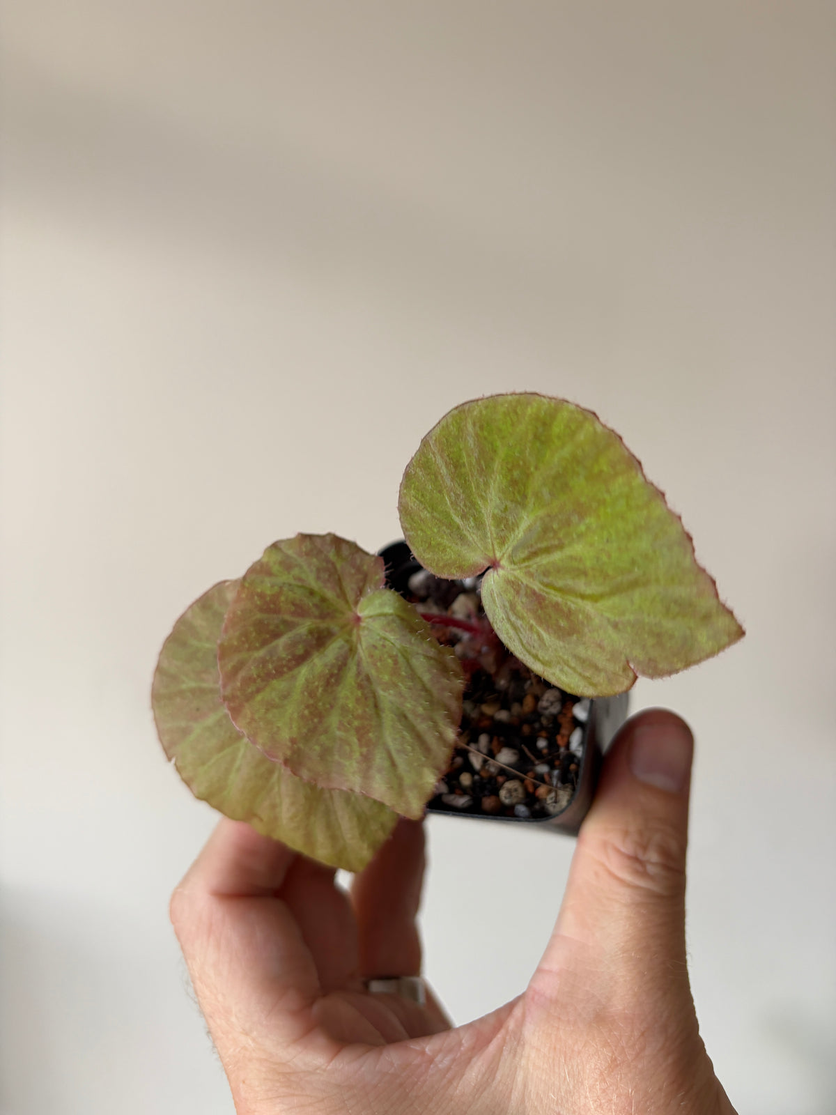 Begonia Ozotothrix | 6 cm pot